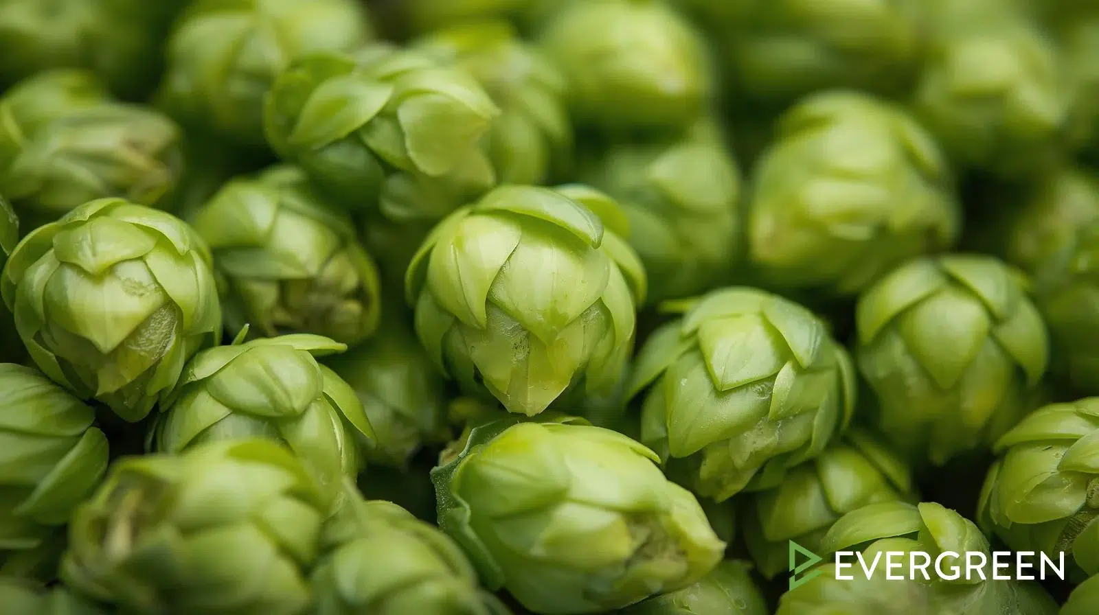 The Best Low-Calorie Craft Beers: Top 25 Options for Health-Conscious Drinkers in 2025